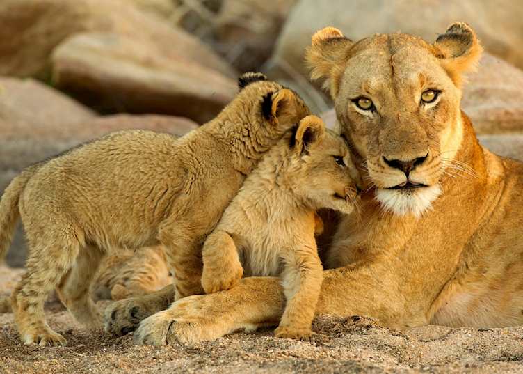 A female lion with her cubs, South Africa