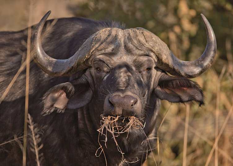 Buffalo in the Savuti area