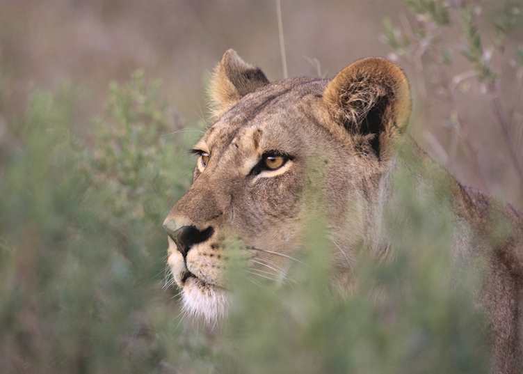 Lioness in the Savuti Area