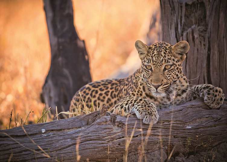 Young leopard in Savuti