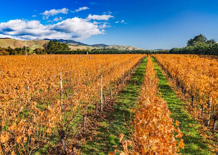 Vineyards near Martinborough