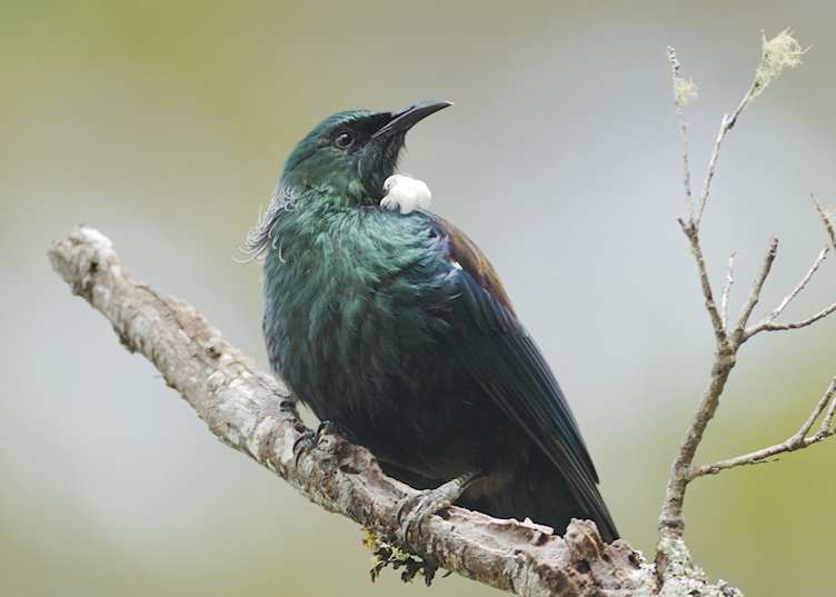 Tui, Ulva Island