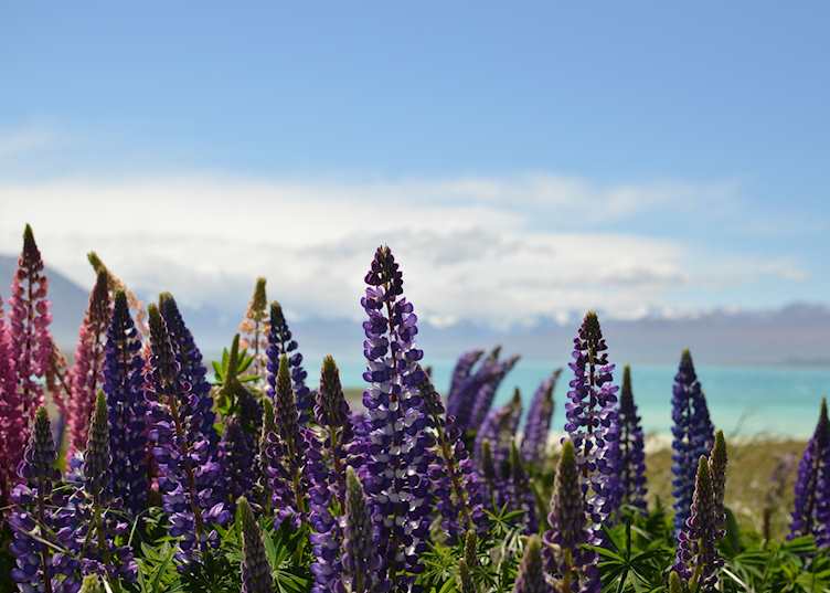 Lake Tekapo lupins