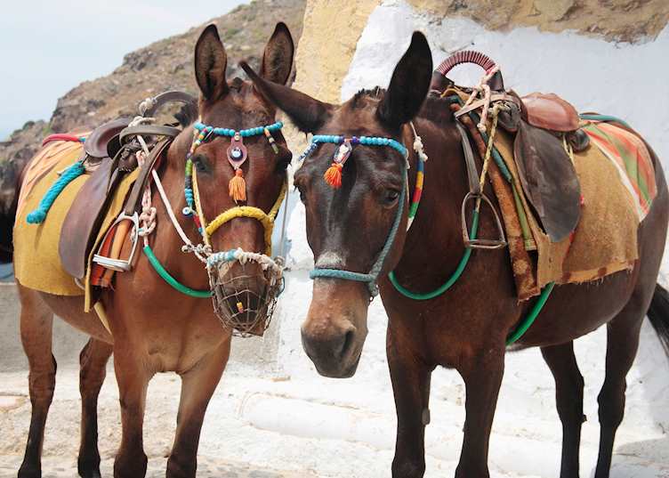 Mules, Santorini