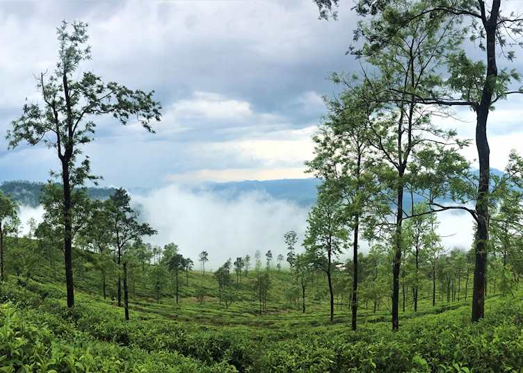 Views of the tea country