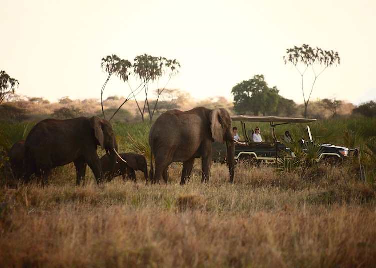 Game drive from Elsa's Kopje