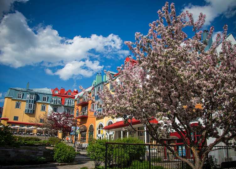 Cherry blossom tree near Mont-Tremblant, Québec