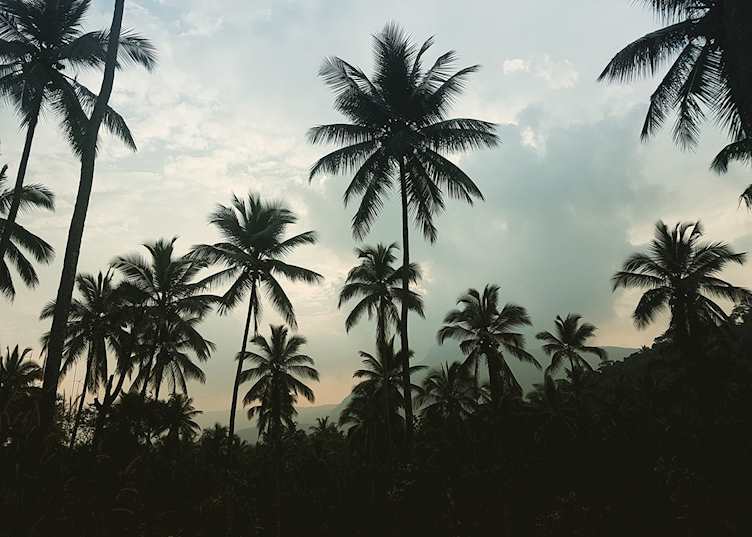 Palm trees, Pallepola