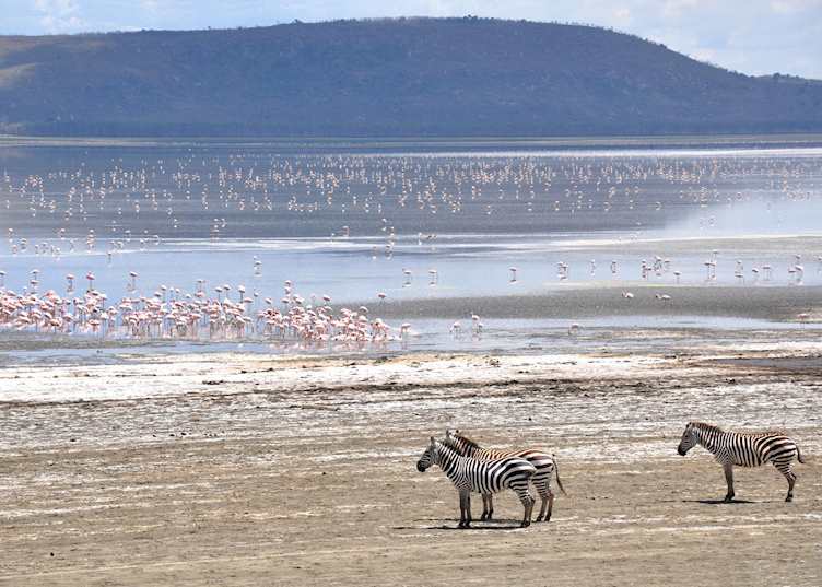 Flamingos and zebras on Lake Naivasha