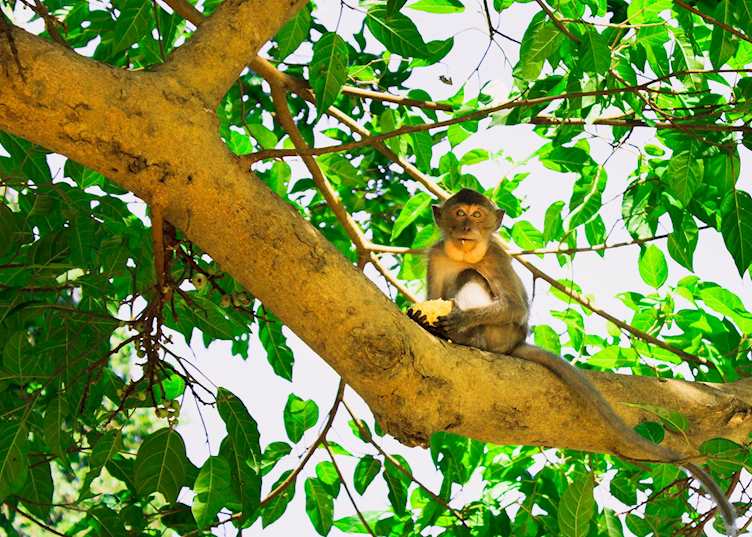 Monkey spotted on the Khao Sok Kayak Tour