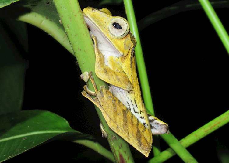 Green Tree Frog, Danum Valley, Borneo