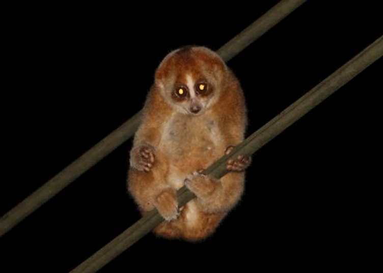 Slow Loris