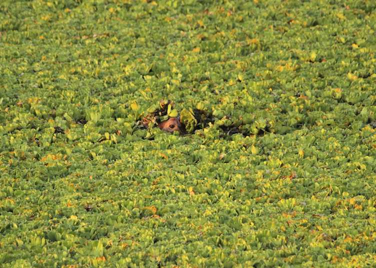 Hippo, Tana River Delta
