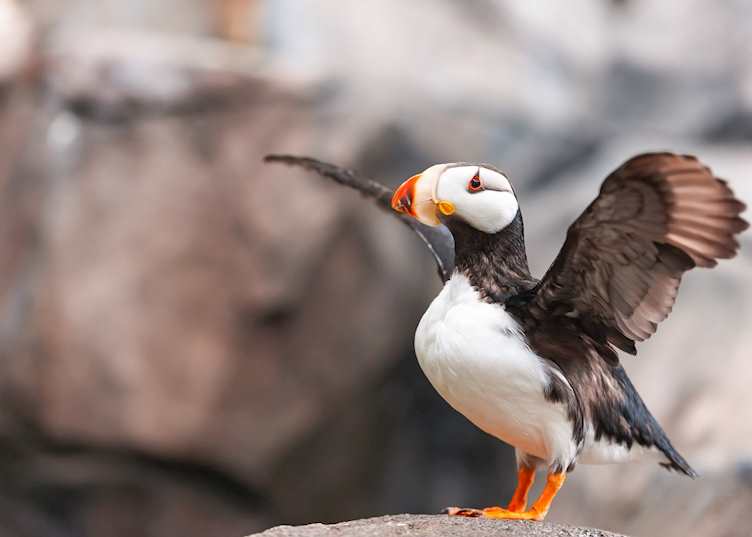 Puffin in Kenai Fjords National Park, Alaska