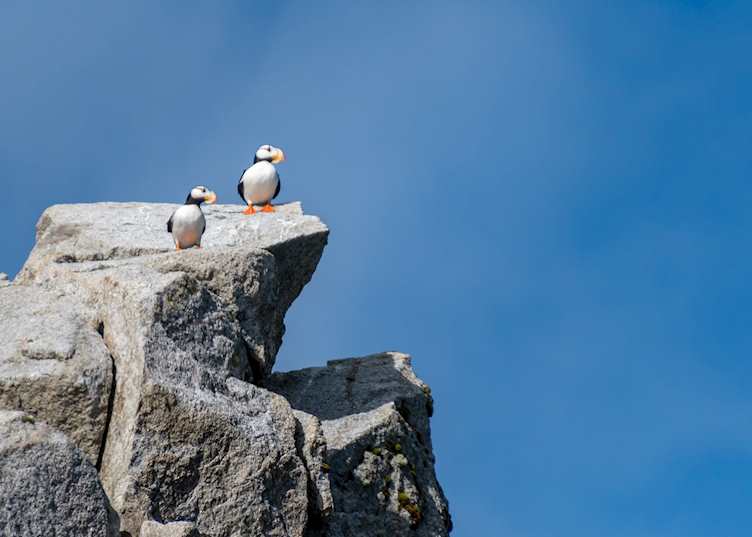 Horned puffin in Kenai Fjords National Park