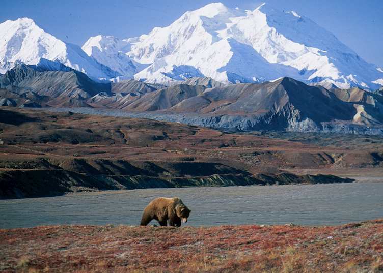 Bear roaming in Denali National Park, Alaska