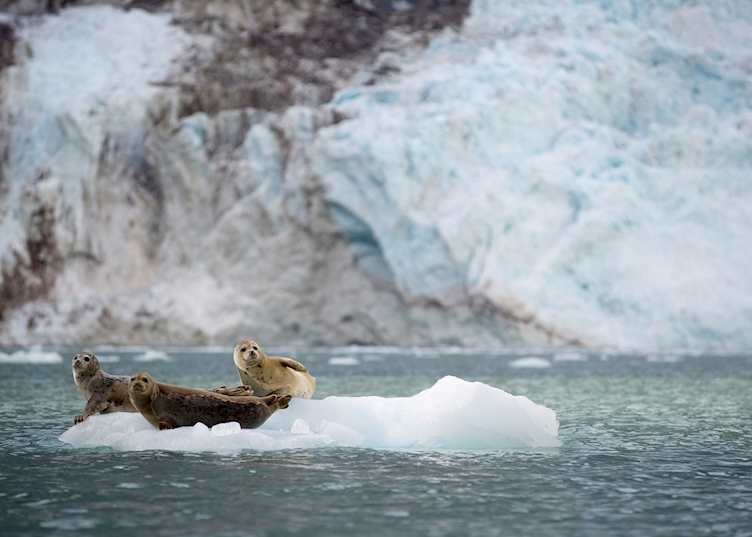 Harbor seals on an ice flow near Kenai Fjords National Park