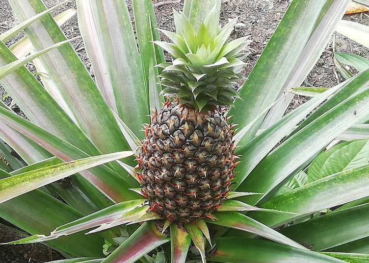 Pineapple