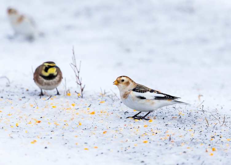 Horned lark in the snow, Ottawa