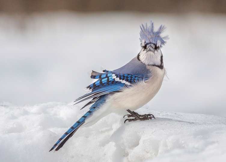 Blue Jay in Toronto, Ontario