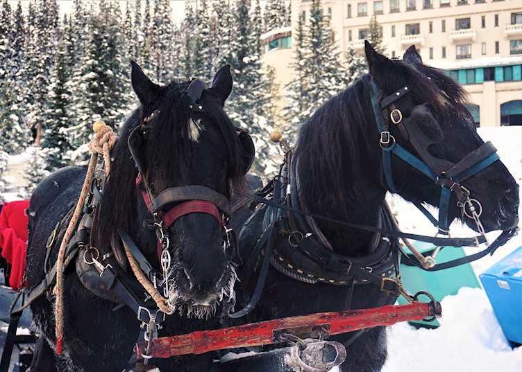 Horse-drawn sleigh, Lake Louise