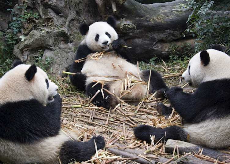 Pandas at Chengdu Panda Research Base