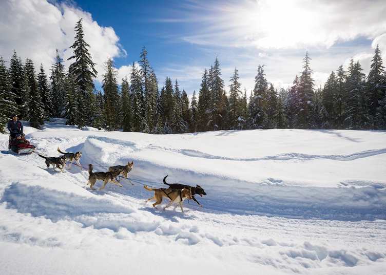 Dog-sledding tour in the Callaghan Valley, Whistler