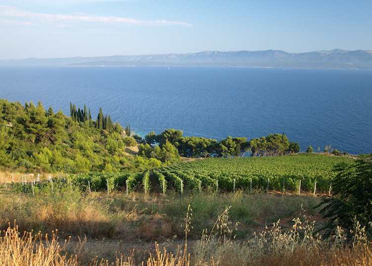 Dalmatian vineyards, Croatia