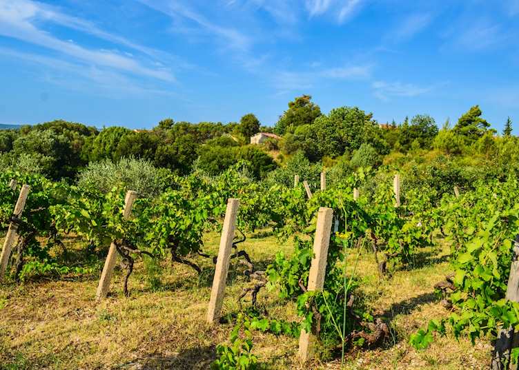 Plavac mali vineyards, Pelješac Peninsula