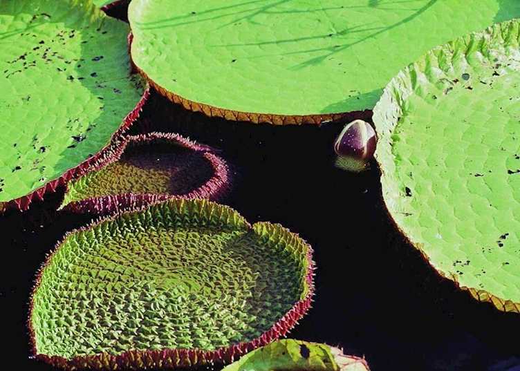 Giant lily pads, the Amazon, Brazil