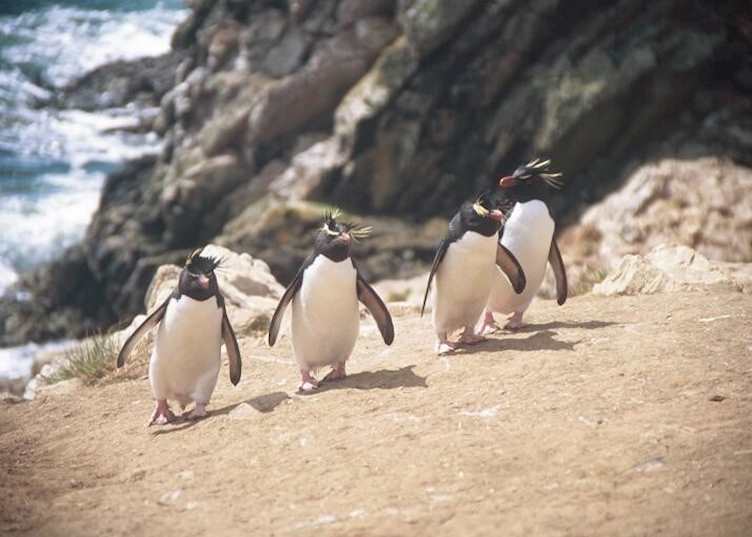 Rockhopper penguins, Pebble Island