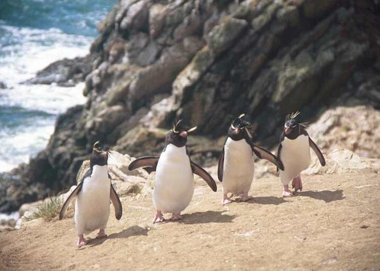 Rockhopper penguins, Pebble Island