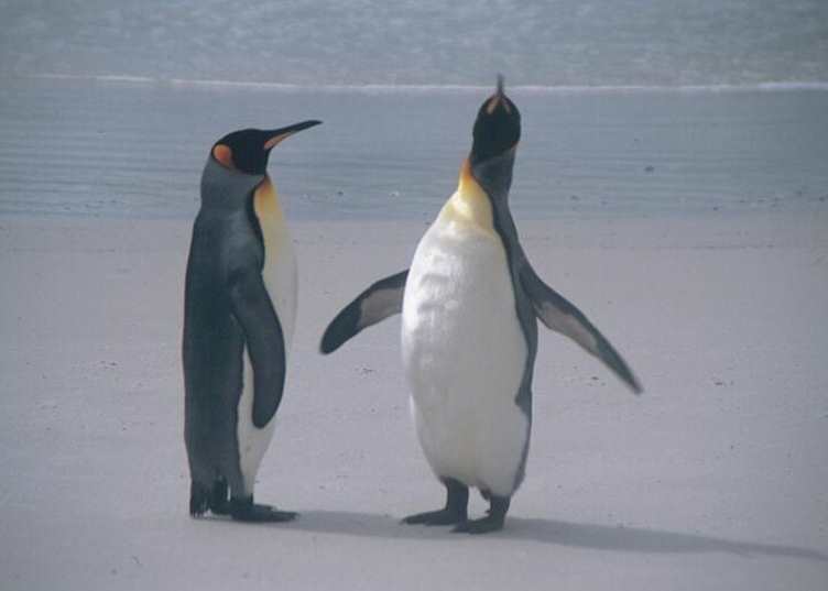 King penguins, Volunteer Point