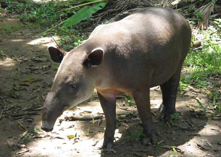 Tapir in the Corcovado National Park, Costa Rica