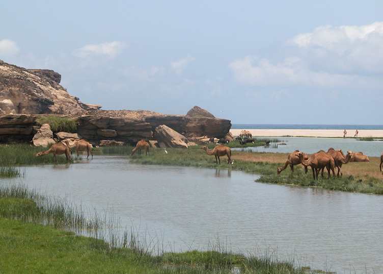 Camels in lagoon, Salalah