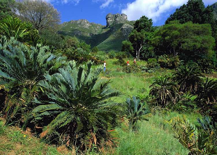 Cycads Kirstenbosch, Cape Town