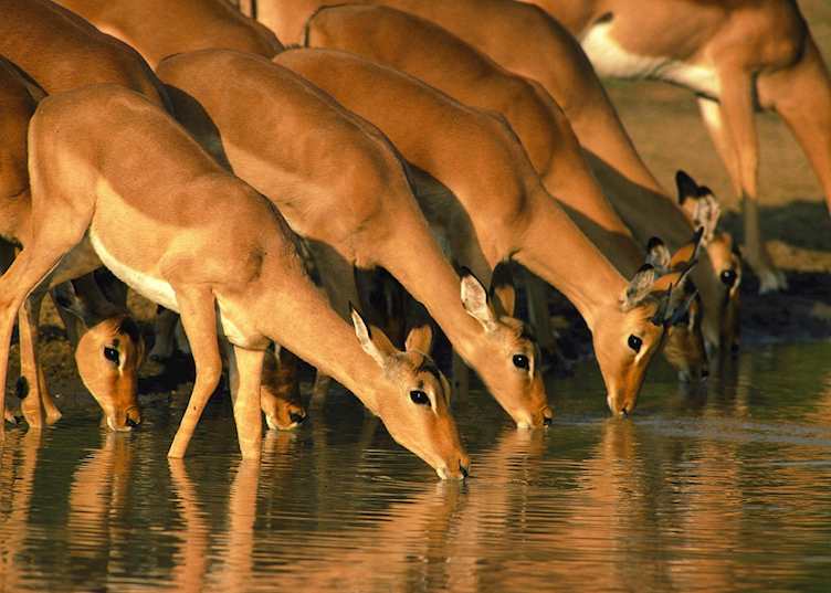 Hluhluwe-IMfolozi Game Reserve, South Africa