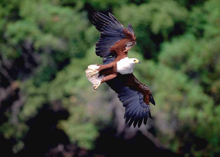 Fish eagle