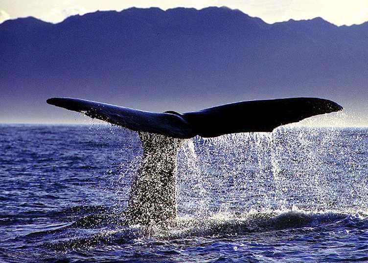 Sperm whale, Kaikoura