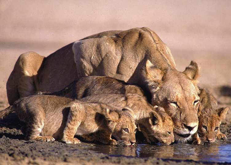 Lioness and cubs drinking in Kalahari