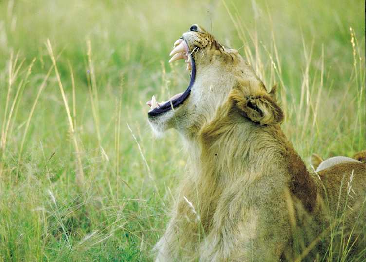 Lion