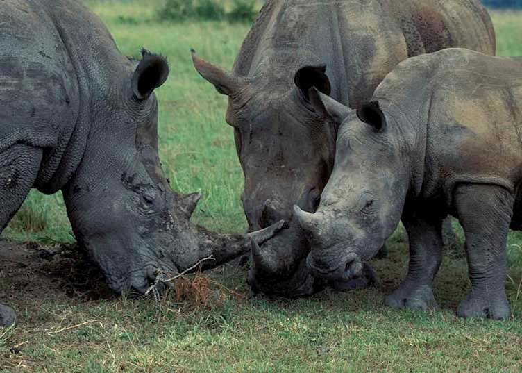 Rhino, Hluhluwe-IMfolozi Game Reserve, South Africa