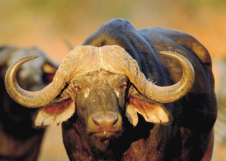 Buffalo at Hluhluwe-Umfolozi Game Reserve, South Africa