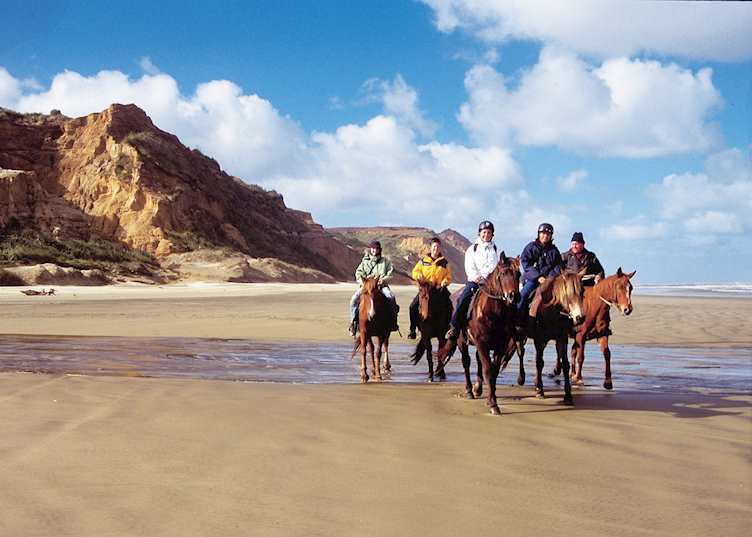 Horse riding along the Kauri Coast