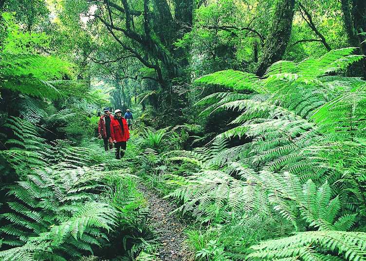 Walking the Hollyford Track, Queenstown