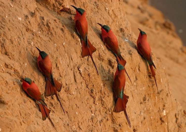 Carmine bee-eater colony
