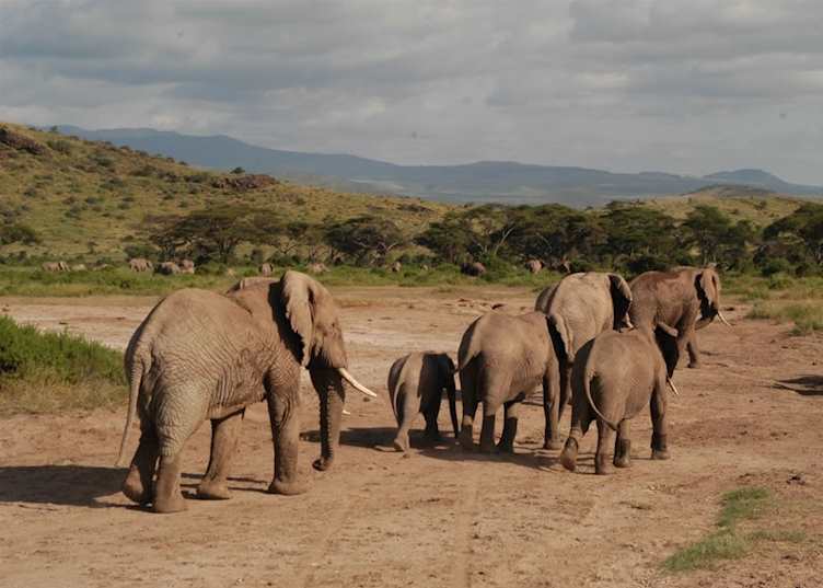 Elephant in the West Kilimanjaro Concession Area
