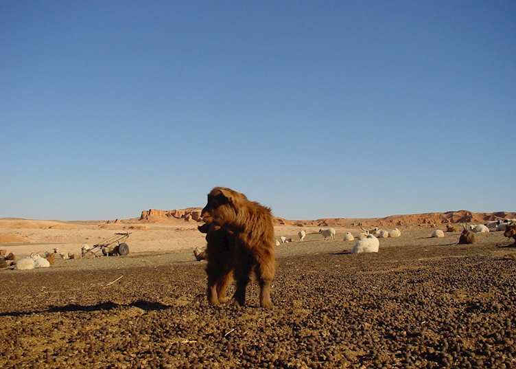 Cashmere Kid, Gobi Desert