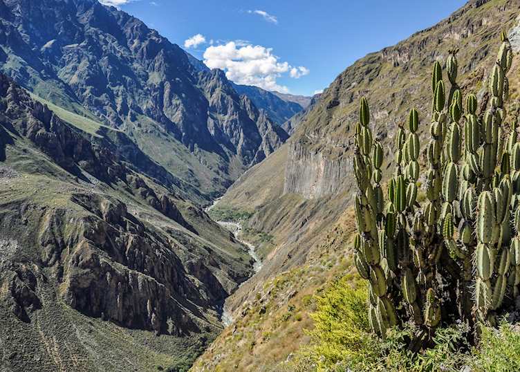 Cactus in the Colca Canyon, Peru