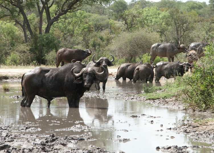 Game Viewing at Thornybush